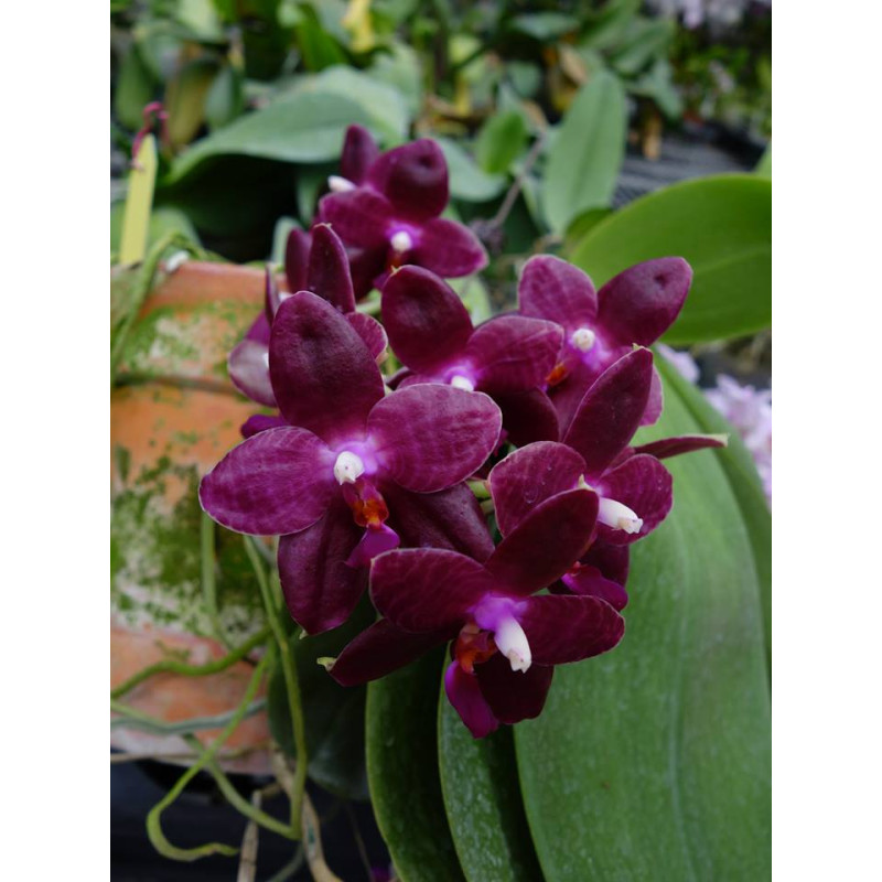 Орхидея Phal. Zheng Min Jacaranda Yungho 2,5 уценка - купить